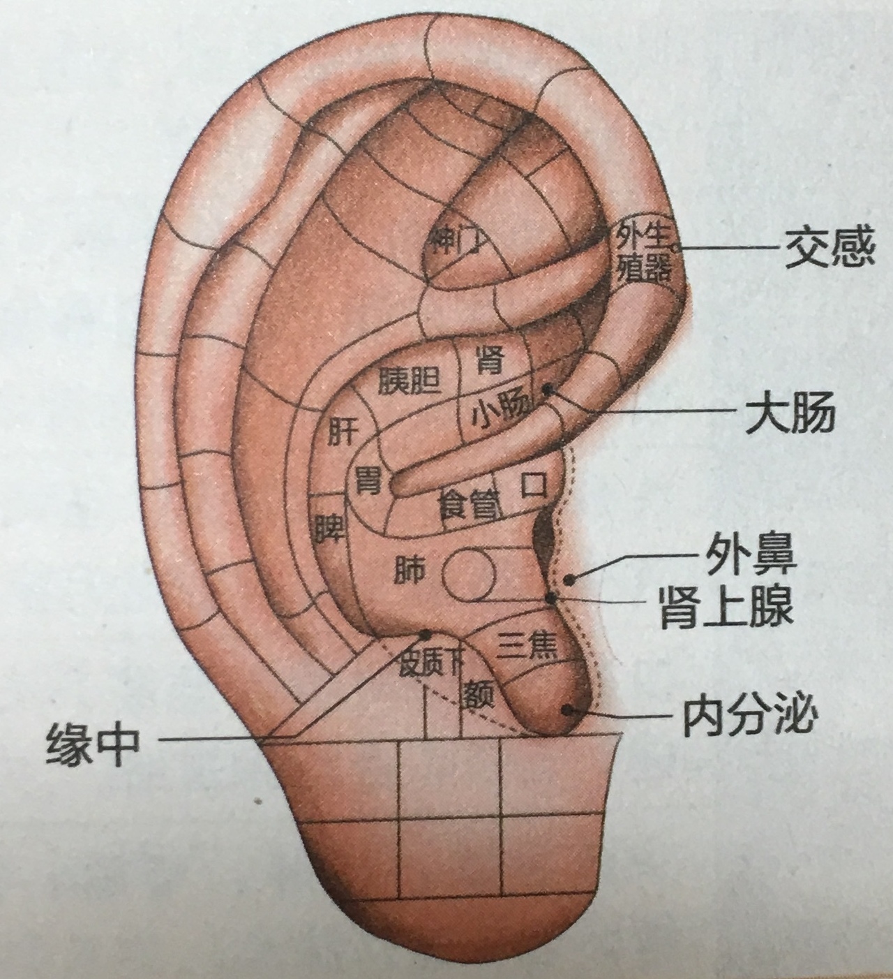 耳針図②.jpg