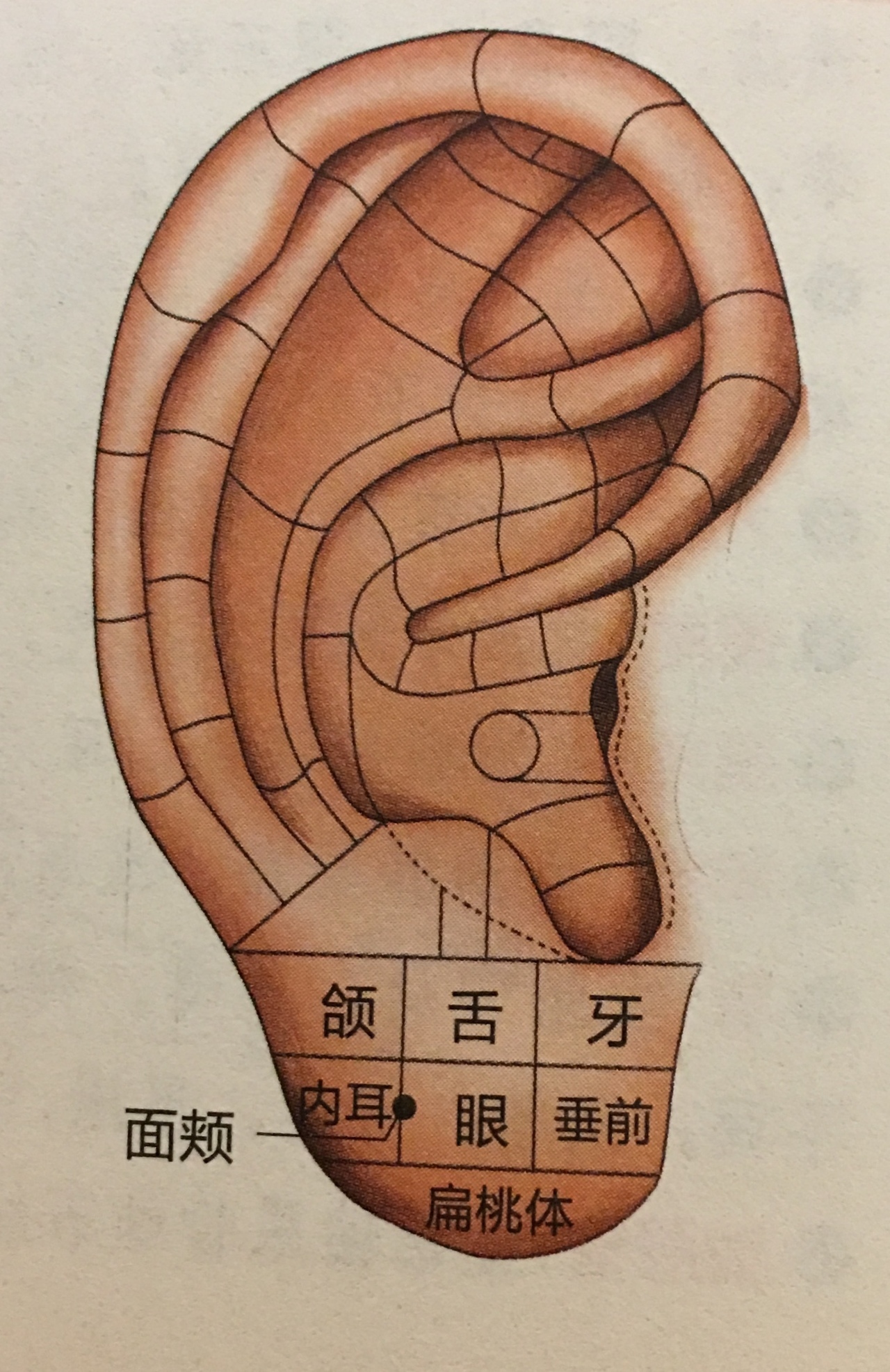 耳針図④.jpg