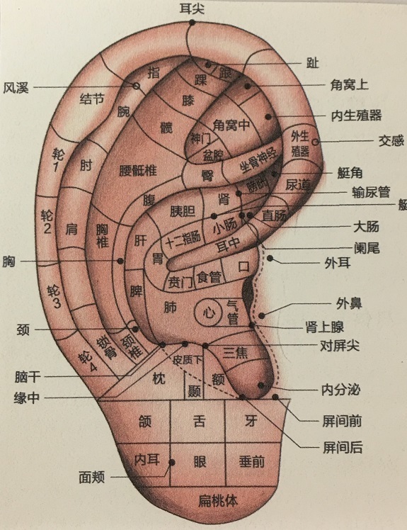 耳針図⑤ - コピー.jpg