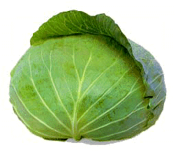 cabbage3e.GIF