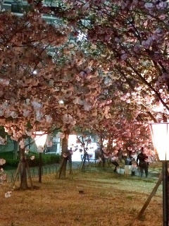 桜.JPG